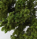 Bonsai Spruce, Picea sp., no. 6438