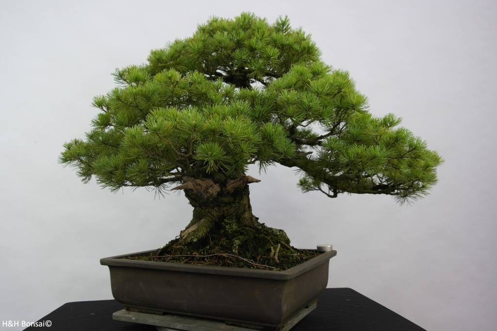 Bonsai White pine azuma, Pinus parviflora azuma, no. 6440