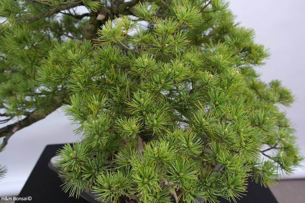 Bonsai Mädchenkiefer azuma, Pinus parviflora azuma, nr. 6440