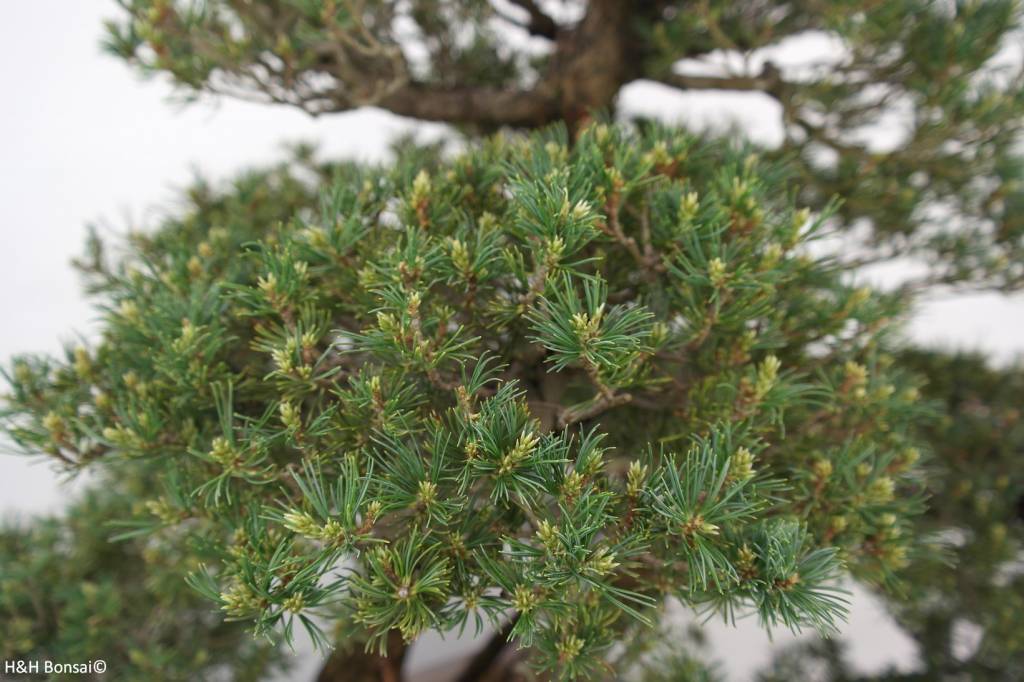 Bonsai White pine kokonoe, Pinus parviflora kokonoe, no. 6452