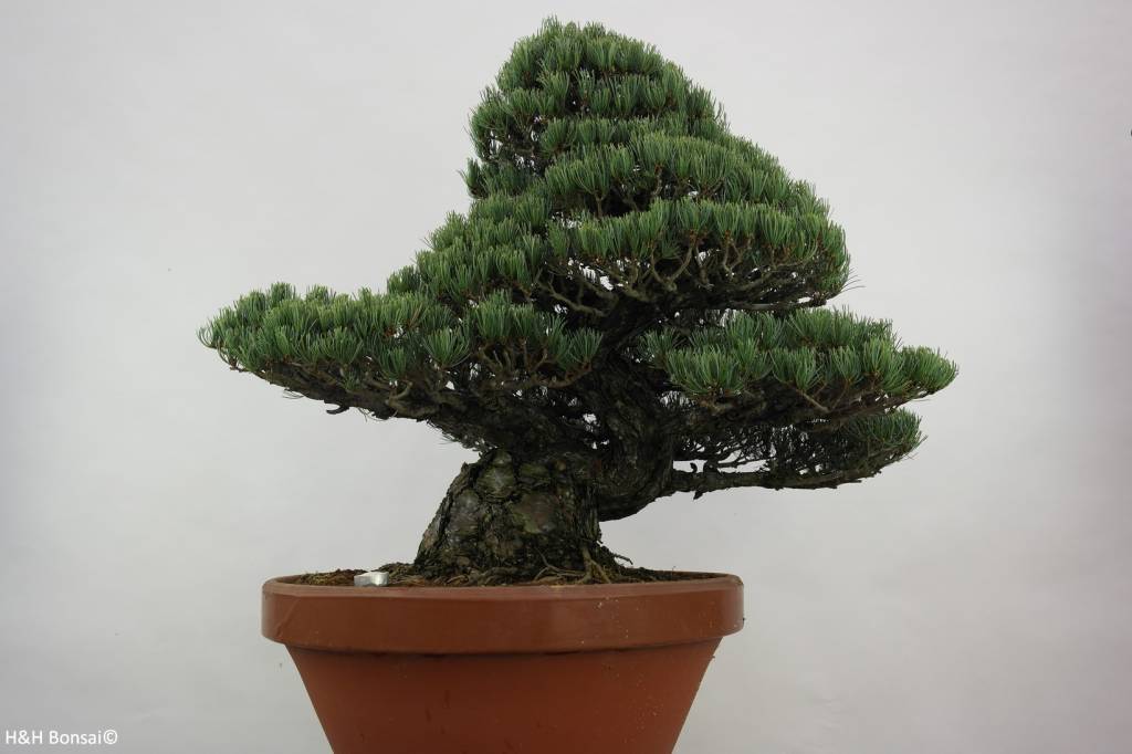 Bonsai Japanese White Pine, Pinus pentaphylla, no. 6453