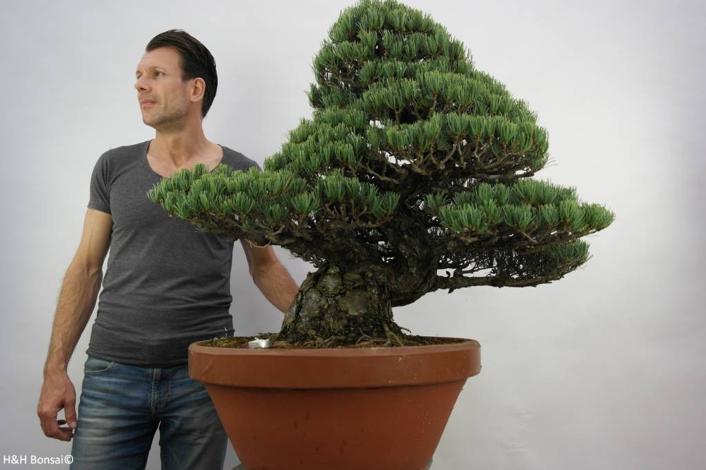 Bonsai Mädchenkiefer, Pinus pentaphylla, nr. 6453