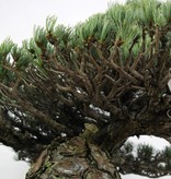 Bonsai Japanese White Pine, Pinus pentaphylla, no. 6453