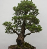 Bonsai White pine kokonoe, Pinus parviflora kokonoe, no. 6454