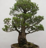 Bonsai Mädchenkiefer, Pinus parviflora kokonoe, nr. 6454