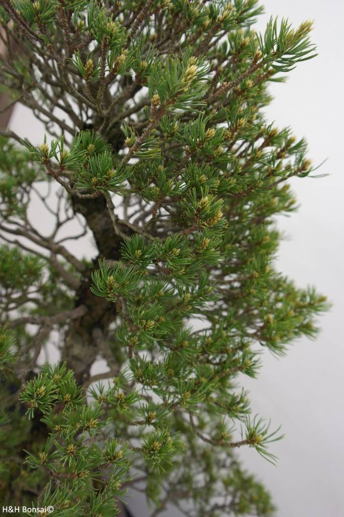Bonsai Mädchenkiefer, Pinus parviflora kokonoe, nr. 6454