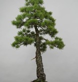 Bonsai Mädchenkiefer, Pinus pentaphylla, nr. 6455