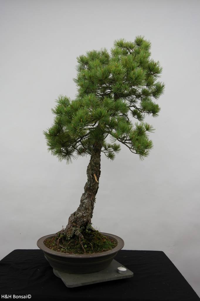 Bonsai Mädchenkiefer, Pinus pentaphylla, nr. 6455