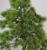 Bonsai Japanese White Pine, Pinus pentaphylla, no. 6455