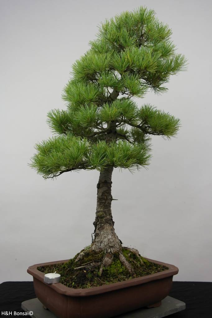Bonsai White pine azuma, Pinus parviflora azuma, no. 6456