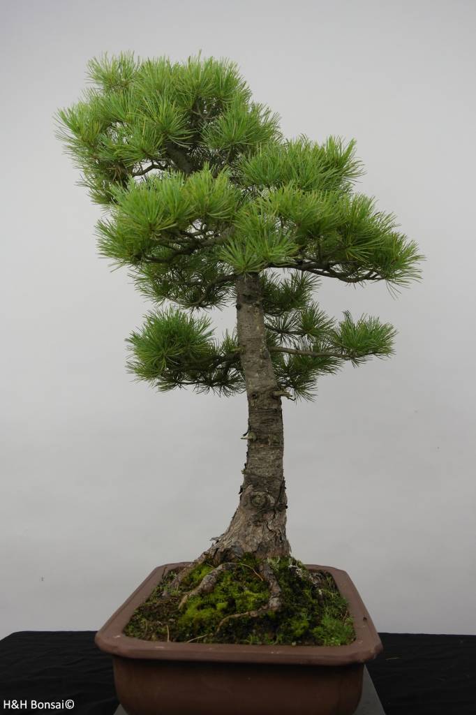 Bonsai Mädchenkiefer azuma, Pinus parviflora azuma, nr. 6456