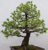 Bonsai Japanese White Pine, Pinus pentaphylla, no. 6458