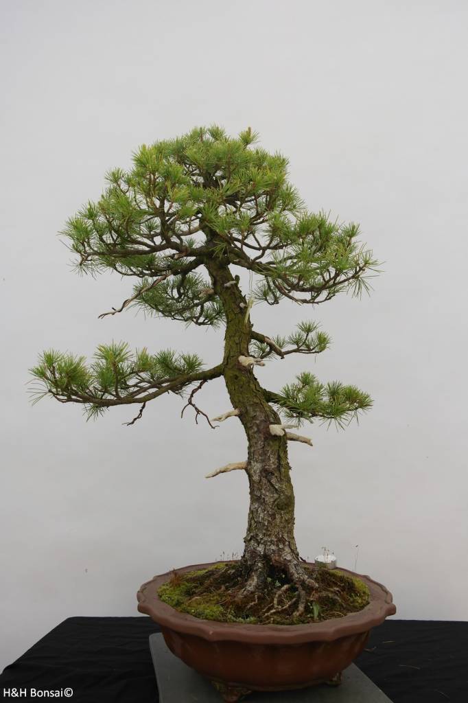 Bonsai Mädchenkiefer, Pinus pentaphylla, nr. 6461