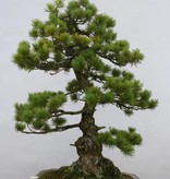 Bonsai Mädchenkiefer azuma, Pinus parviflora azuma, nr. 6462