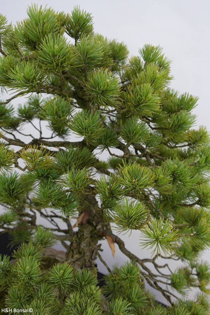 Bonsai White pine azuma, Pinus parviflora azuma, no. 6462