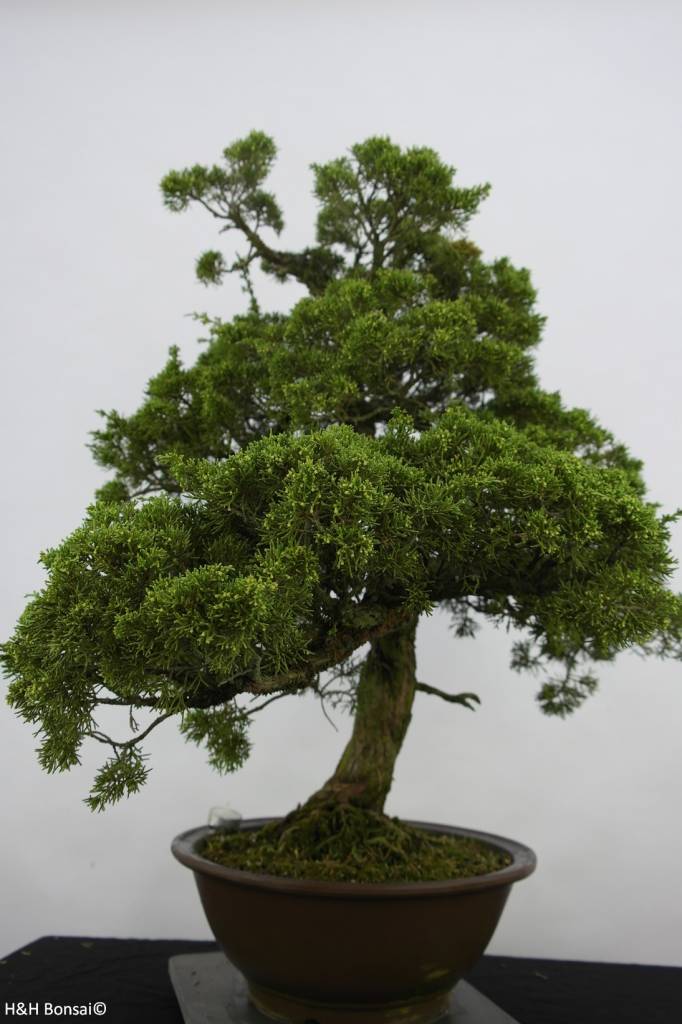 Bonsai Chinese Juniper, Juniperus chinensis, no. 6484