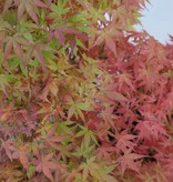 Bonsai Jap. Fächerahorn, Acer palmatum, no. 5508