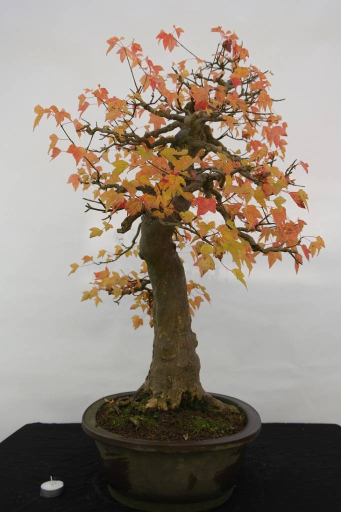 Bonsai Trident maple, Acer buergerianum, no. 5114