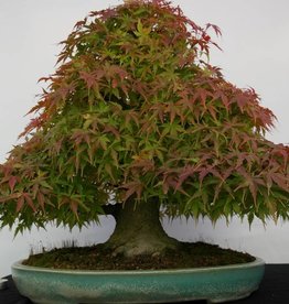 Bonsai Japanese maple, Acer palmatum, no. 5521