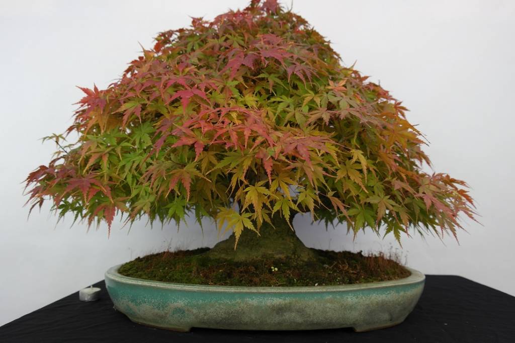 Bonsai Japanese maple, Acer palmatum, no. 5521