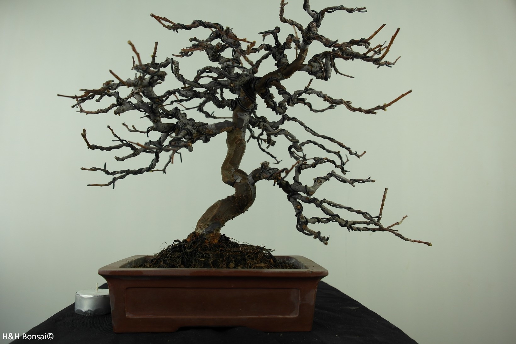 Bonsai Chinese Quince, Pseudocydonia sinensis, no. 7515 - www.henhbonsai.de