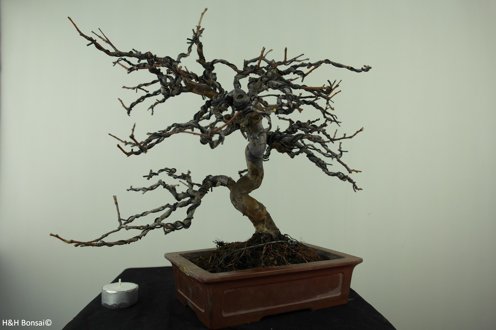 Bonsai Chinese Quince, Pseudocydonia sinensis, no. 7515