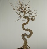 Bonsai Trident Maple, Acer buergerianum, no. 7520