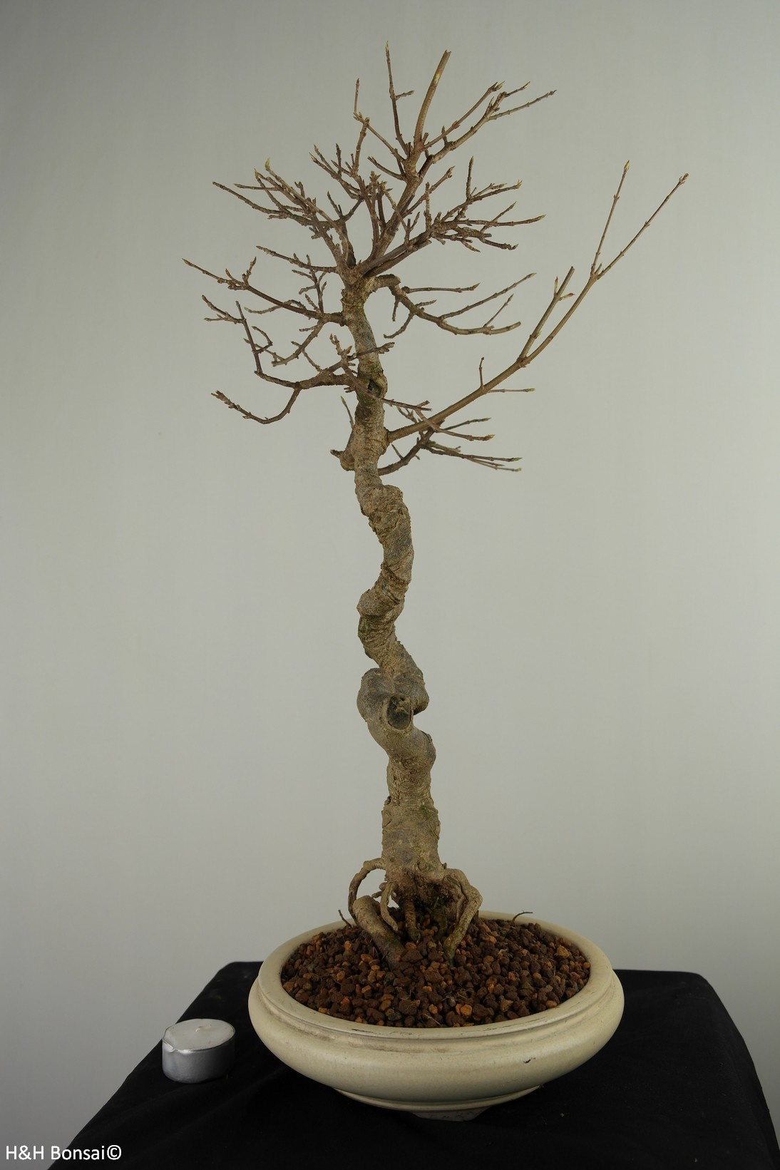Bonsai Trident Maple, Acer buergerianum, no. 7520