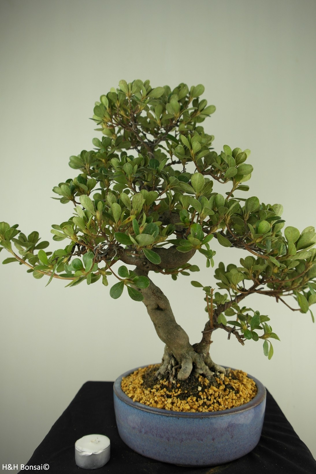 Bonsai Azalea Satsuki Kunpu No 7800 Www Henhbonsai De