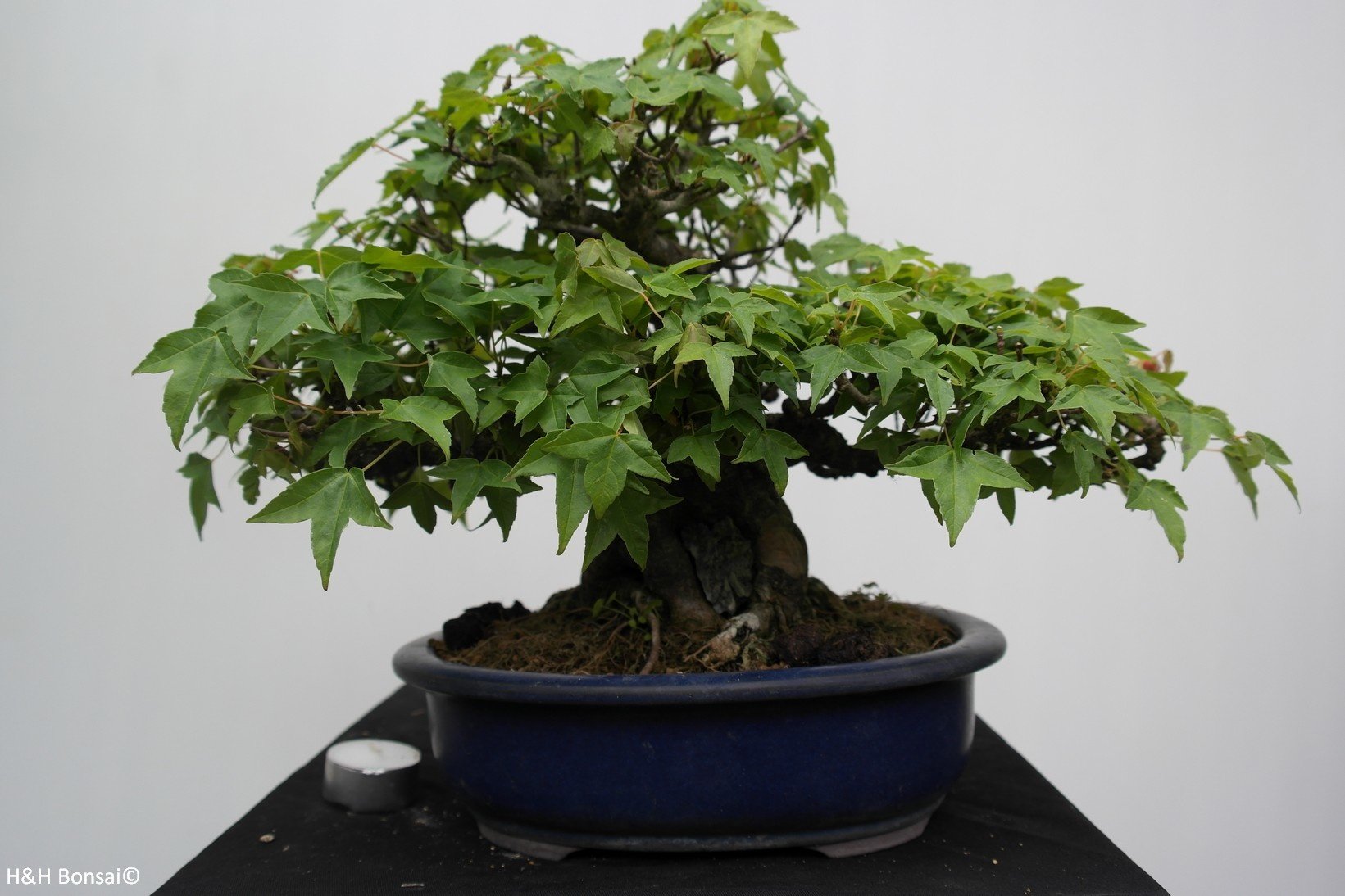 Bonsai Dreispitzahorn, Acer buergerianum, nr. 7513A - www.henhbonsai.de