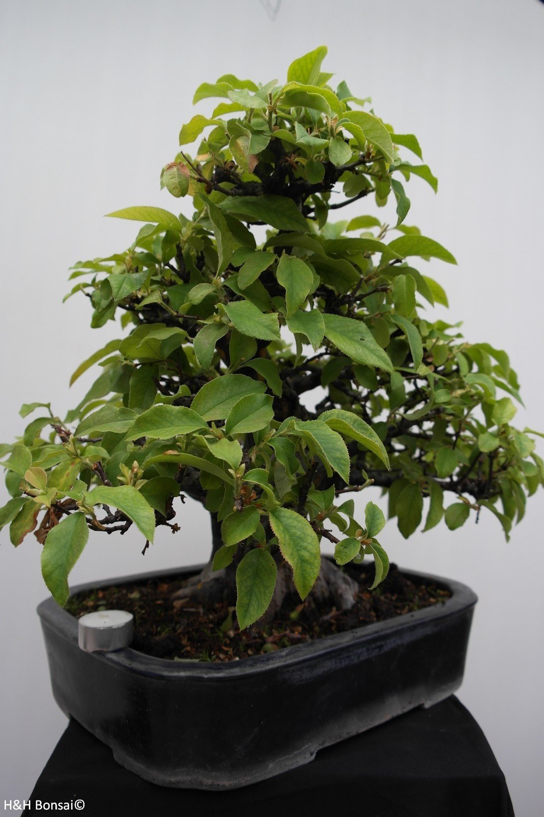 Bonsai Chinese Quince, Pseudocydonia sinensis, no. 7801