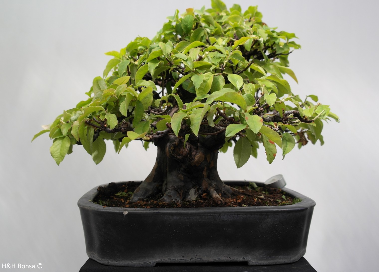 Bonsai Chinese Quince, Pseudocydonia sinensis, no. 7801