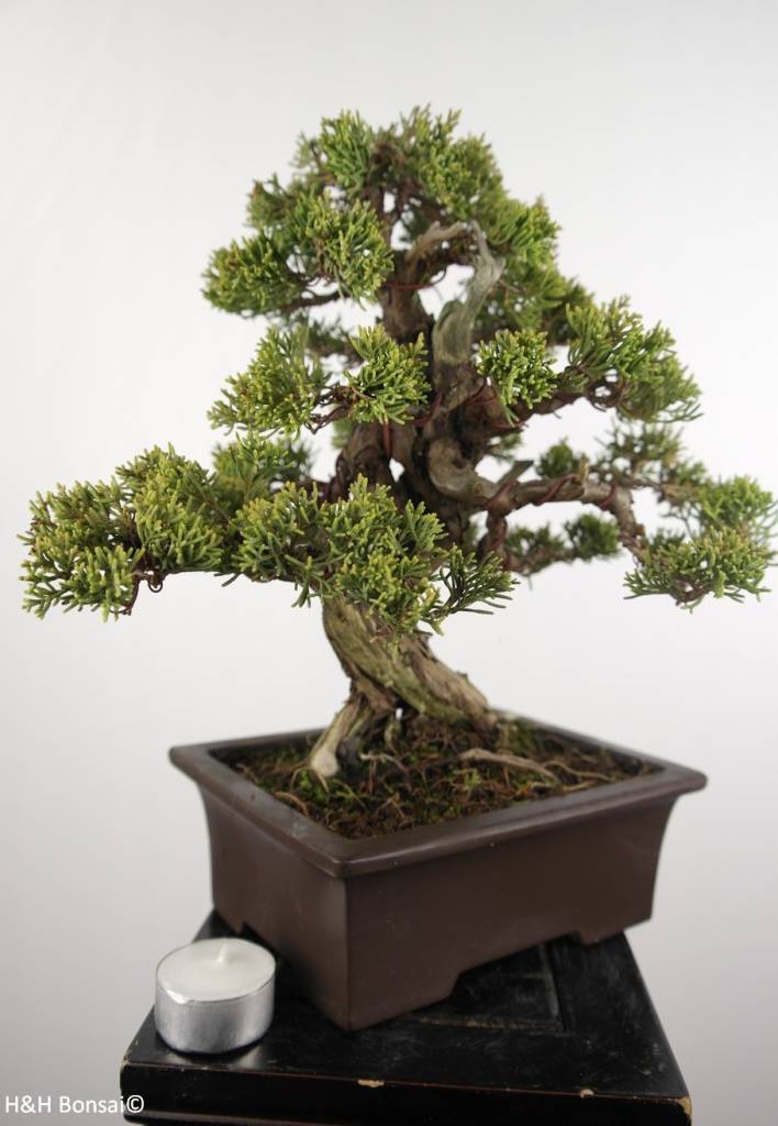 Bonsai Chin. Wacholder, Juniperus chinensis itoigawa, nr. 5127