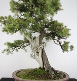 Bonsai Needle Juniper, Juniperus rigida, no. 5142