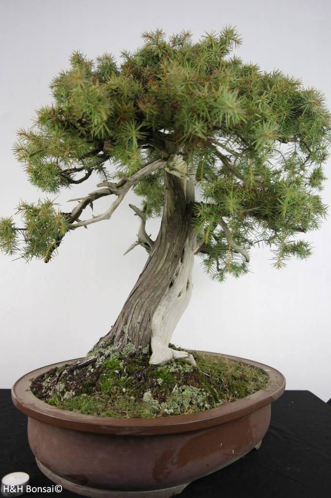 Bonsai Japanische Igelwacholder, Juniperus rigida, nr. 5142