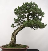 Bonsai White pine, Pinus penthaphylla, no. 5173