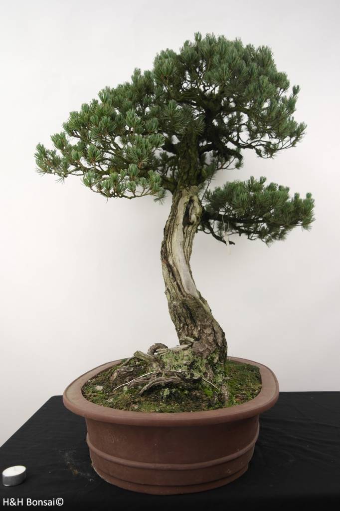 Bonsai White pine, Pinus penthaphylla, no. 5173