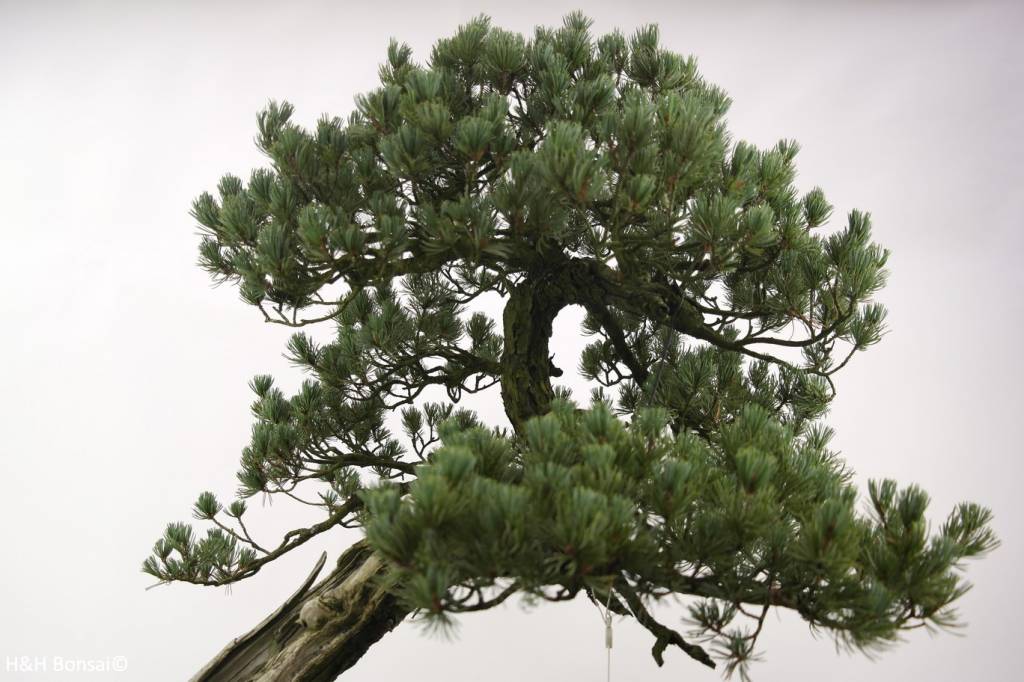 Bonsai Mädchenkiefer, Pinus penthaphylla, nr. 5173