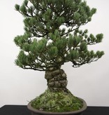 Bonsai White pine, Pinus penthaphylla, no. 5174