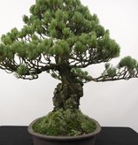 Bonsai Mädchenkiefer, Pinus penthaphylla, nr. 5174