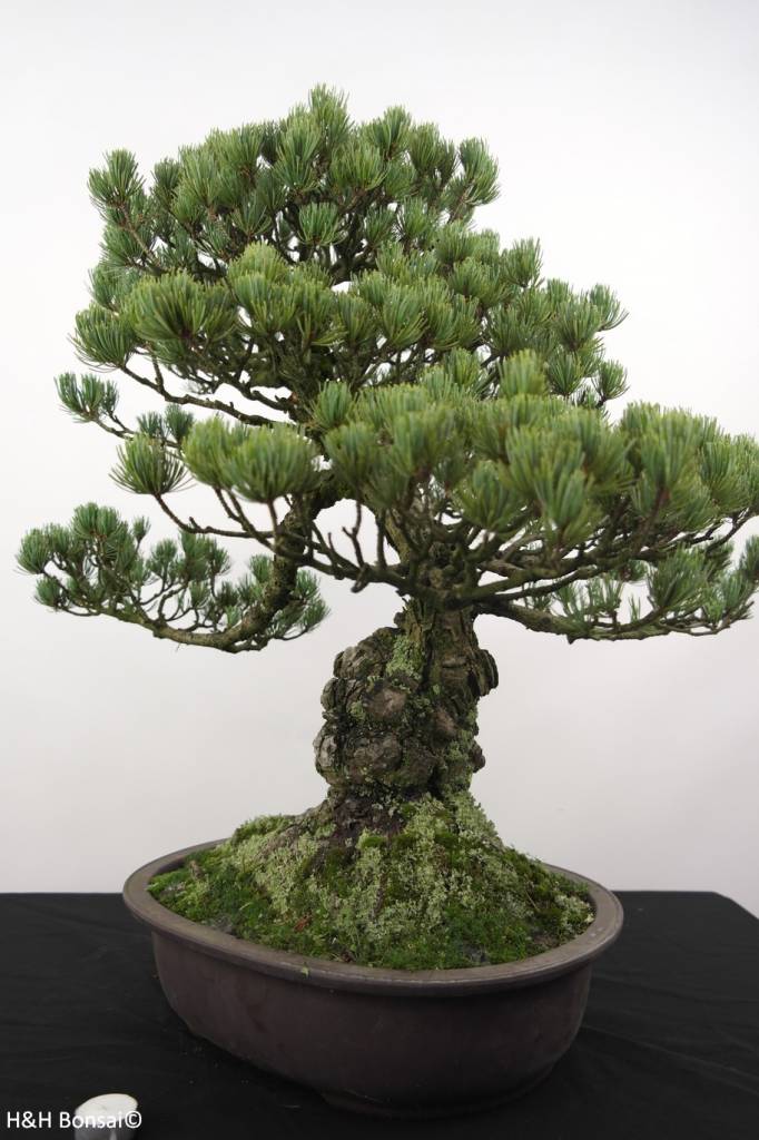 Bonsai White pine, Pinus penthaphylla, no. 5174