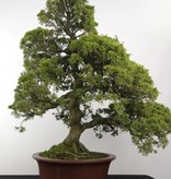 Bonsai Chinese Juniper, Juniperus chinensis itoigawa, no. 5181