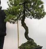 Bonsai Mädchenkiefer, Pinus parviflora, nr. 5258
