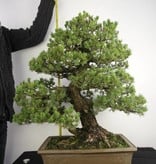 Bonsai Mädchenkiefer kokonoe, Pinus parviflora kokonoe, nr. 5297