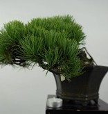Bonsai Shohin Japanese White pine, Pinus parviflora, no. 5398
