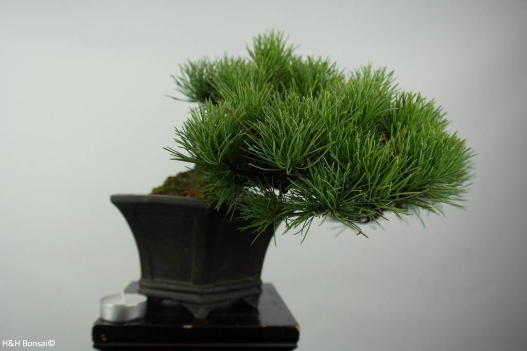 Bonsai Shohin Mädchenkiefer, Pinus parviflora, nr. 5398