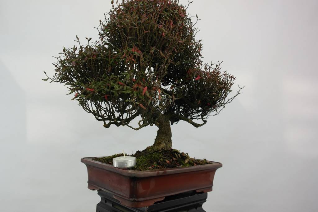Bonsai Trachelospermum asiaticum, no. 5107