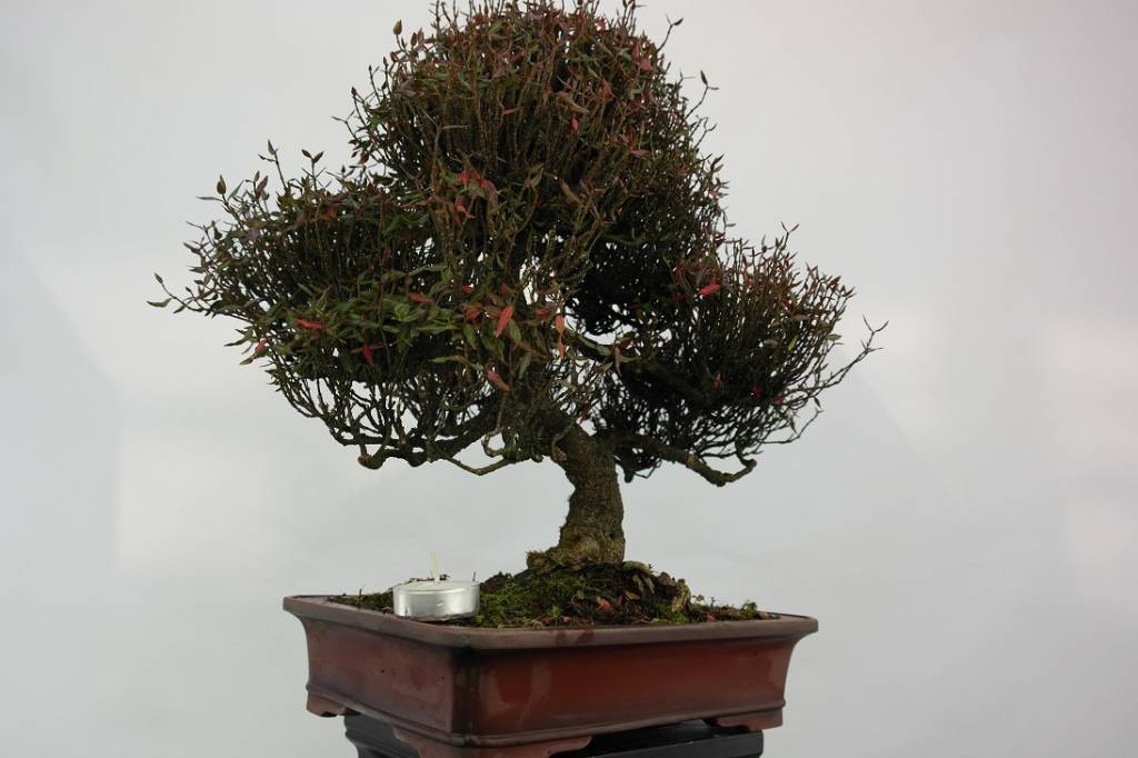 Bonsai Sternjasmin, Trachelospermum asiaticum, nr. 5107