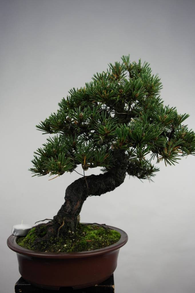 Bonsai Schwarzkiefer kotobuki, Pinus thunbergii kotobuki, no. 5497