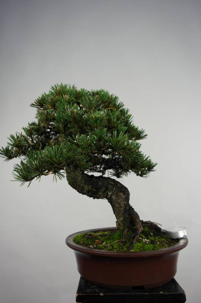 Bonsai Japanese Black Pine kotobuki, Pinus thunbergii kotobuki, no. 5497